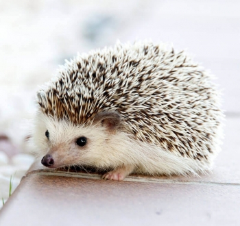 Gallery image thumbnail