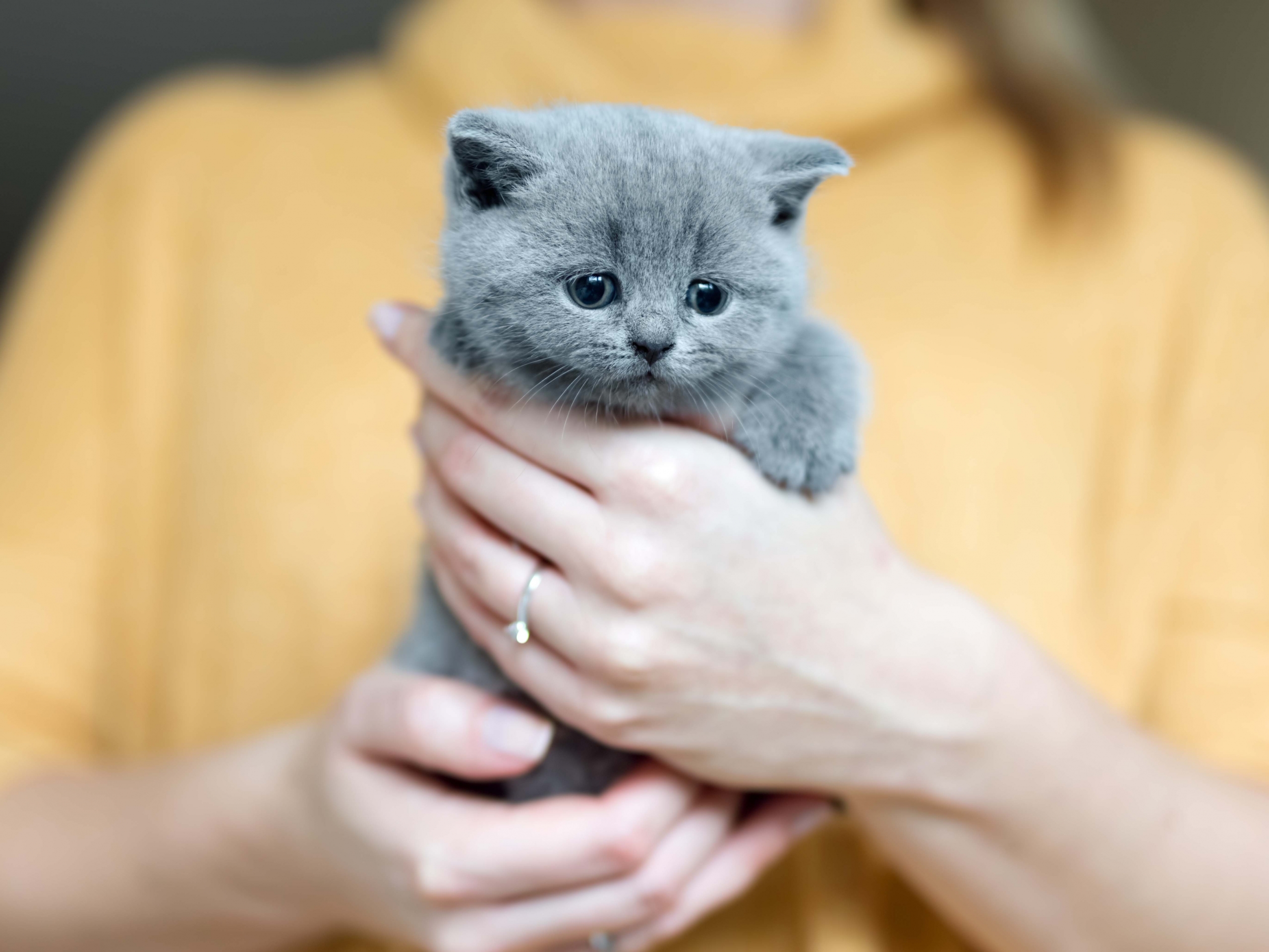 Grey adorable kitty held by a woman Grey adorable kitty held by a woman standing in a background. Furry love. British shorthair cat.
